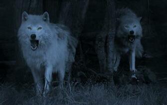 Wolf Wallpaper In HD Store For Desktop Screen Tablet