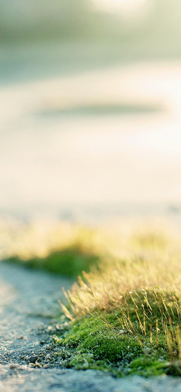 Good Morning Summer Season HD Wallpaper