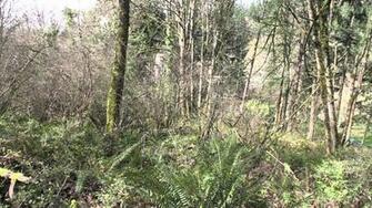 Ghillie Suit Wallpaper