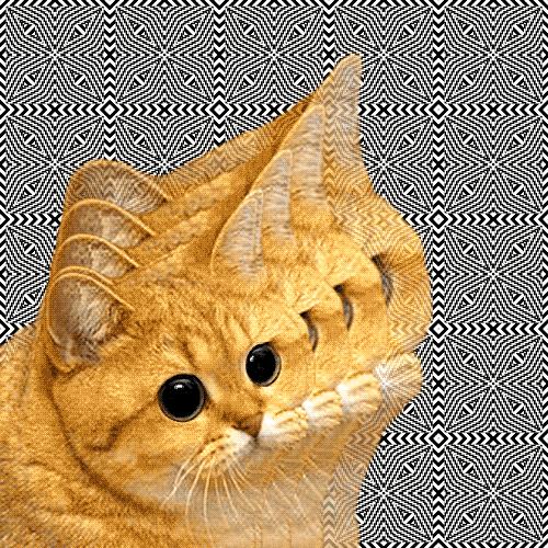 Trippy Kitty