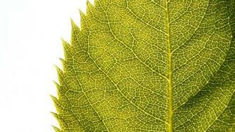 Leaf HD Wallpaper Fondos 1080p