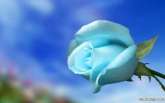 Flower Blue Sky Screen Background Laptops Nature Computer Colorful