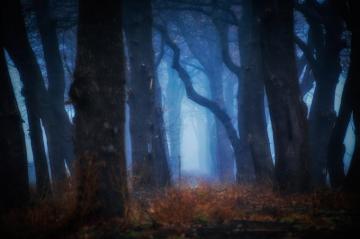 Forest HD Wallpaper Background Image