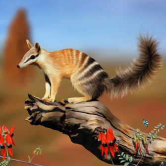 Numbat Wallpaper