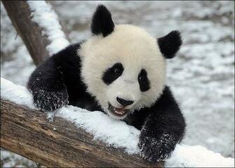 Cute Baby Panda Wallpaper X HD