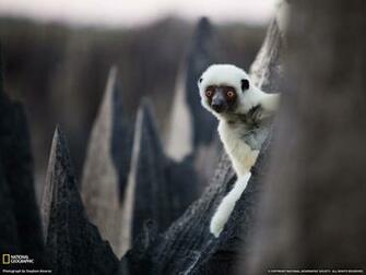 National Geographic Daily Photos Magazine