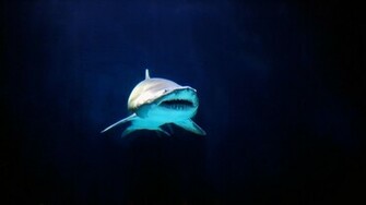 Deep Blue Sea Dark Reef Sharks Sharp Wallpaper