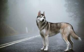Siberian Husky Brown Computer Wallpaper Desktop Background