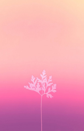 Baby Pink Background Wallpaper