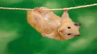 HD Wallpaper Guinea Pig