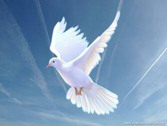 Doves Image Dove HD Wallpaper And Background Photos