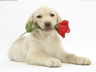 Valentine Dog Wallpaper Top Background