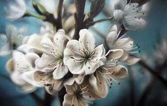 Flowers White Branches Blossom Apple Wallpaper Photos Pictures