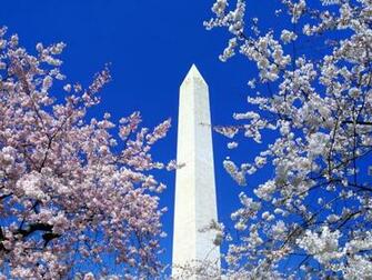 Il Tuo Desktop Cherry Blossoms Washington Monument Dc