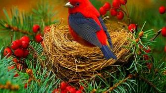Red Bird Wallpaper