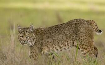 X Jpeg 645kb Wallpaper Animals Bobcat