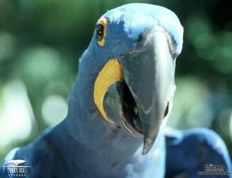 African Parrots Wallpaper Green Parrot Birds Photos Quaker