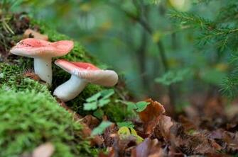Mushroom Computer Wallpaper Desktop Background Id
