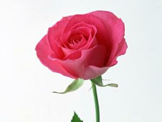 And Wallpaper HD Valentine Flower