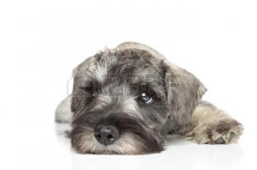 Miniature Schnauzer Puppy Close Up Portrait On A White Background