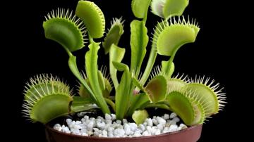 Why You Should Add Carnivorous Plants To Your Collection