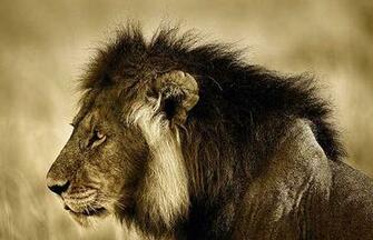 Sepia Image Of Adult Male Lion