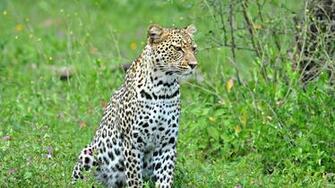 Leopard Wallpaper HD Splendid