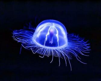 Jellyfish Wallpaper X Jpg