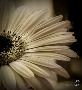 Sepia Gerber Daisy For Karen By Sharonleggdigitalart