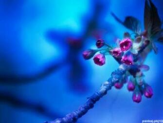 High Resolution Tender Pink Flowers In Blue Desktop Laptop Wallpaper