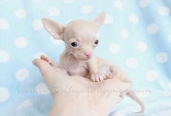 Pictures Micro Teacup Chihuahua Puppies