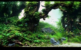 Fish Aquarium Wallpaper