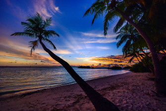Coconut Tree Wallpaper