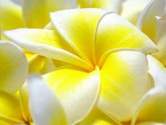 Plumeria Wallpaper Ing Gallery