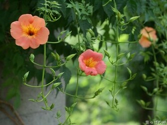 Spring Flowers Wallpaper