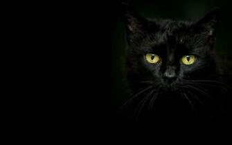 Beautiful Black Cat On A Dark Background Wallpaper And Image