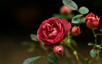 Rose Flower Wallpaper HD