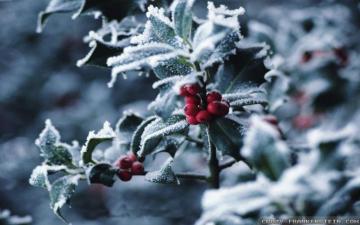 Winter Berries Wallpaper On