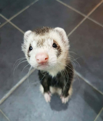 Cute Lonely Ferret Pictures Wallpaper