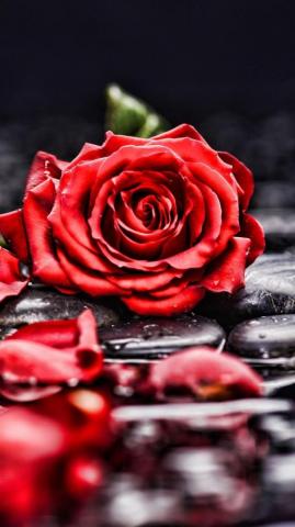 Pebbles Rocks Red Rose Blur Portrait Wallpaper