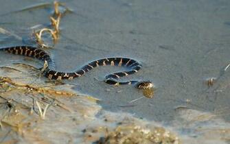 Home For A Day Water Snake