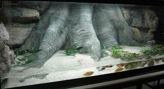 Amazona 3d Aquarium Background By Aquaterra
