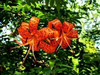 Wallpaper Summer Bushes Tiger Lily Flowers