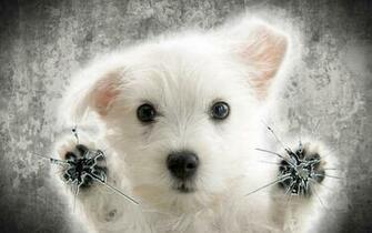 Let Me Out Spca Animal Shelter HD Wallpaper