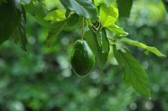 Avocado By Carlosf Caedes Desktop Wallpaper