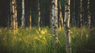 Summer Birch Forest Wallpaper By Joniniemela