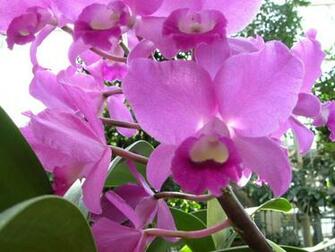 Orchid Desktop Wallpaper Weddingdressin