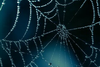 Spider Web Wallpaper