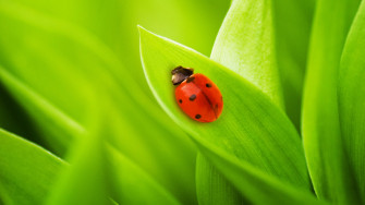 Carpet Beetle Wallpaper