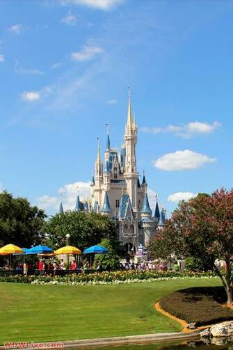 Wdwlive Walt Disney World iPhone Wallpaper